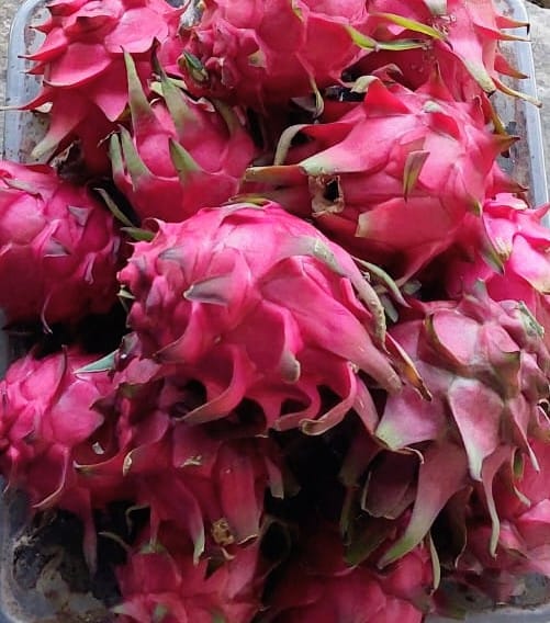 ড্রাগন