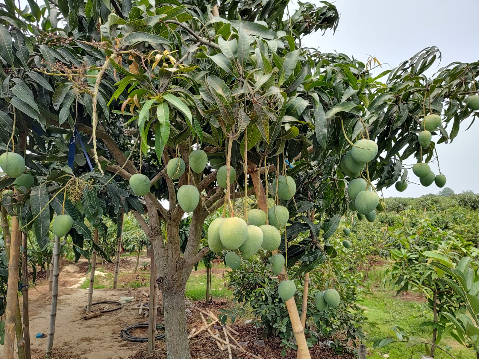 আমাদের বাগানের আম গাছ